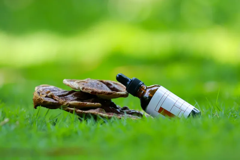 From Forest Floor to Your Medicine Cabinet: The Ancient Mushroom Wisdom Modern Science Is Finally Taking Seriously